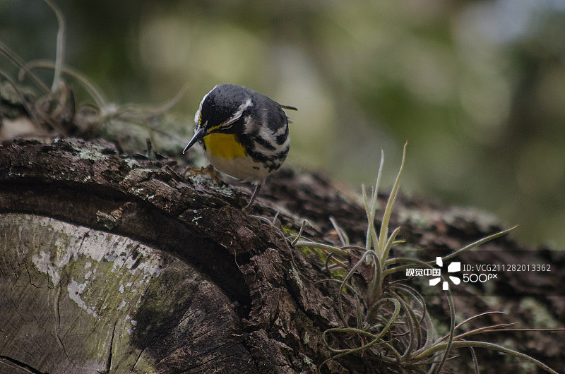 黄喉莺图片素材