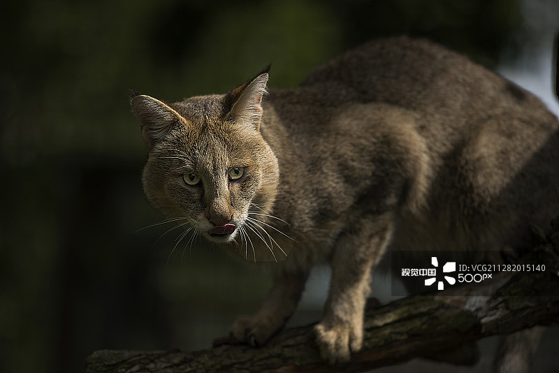 丛林猫图片素材