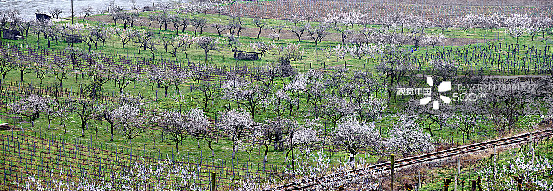 瓦豪（多瑙河谷）的春天图片素材