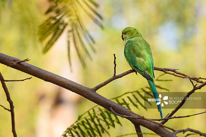 玫瑰环鹦鹉图片素材