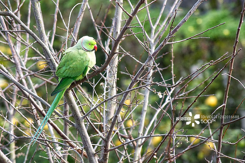 加利福尼亚热带鸟图片素材