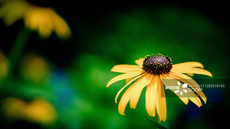黑眼苏珊花，休斯顿，德克萨斯州图片素材
