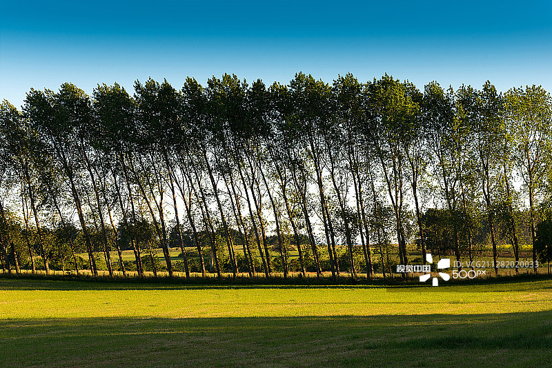 智利湖大区被风吹弯的一排树木图片素材
