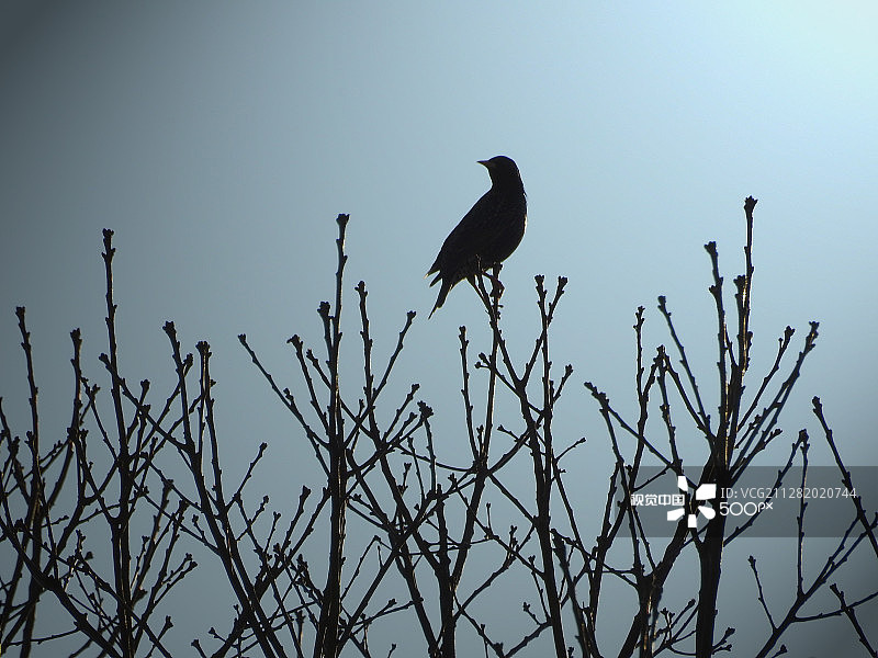 树梢上的椋鸟剪影图片素材