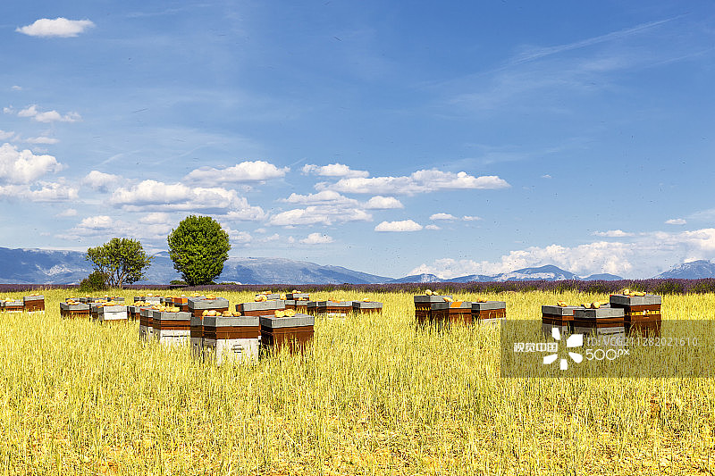 飞行中有很多蜜蜂的蜂箱图片素材