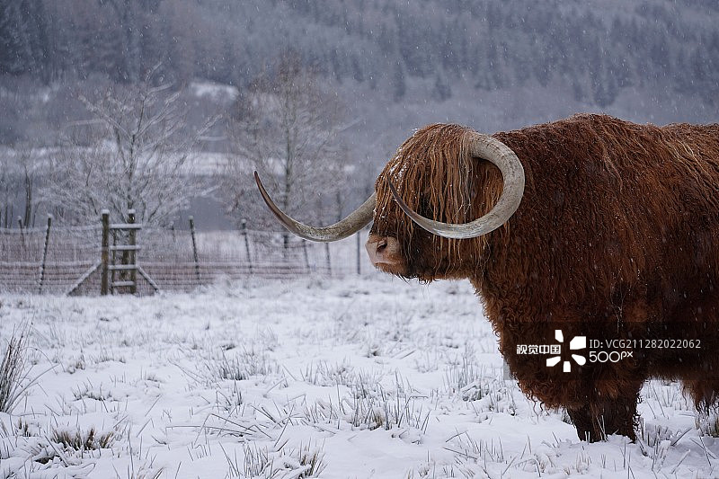 苏格兰高地牛图片素材