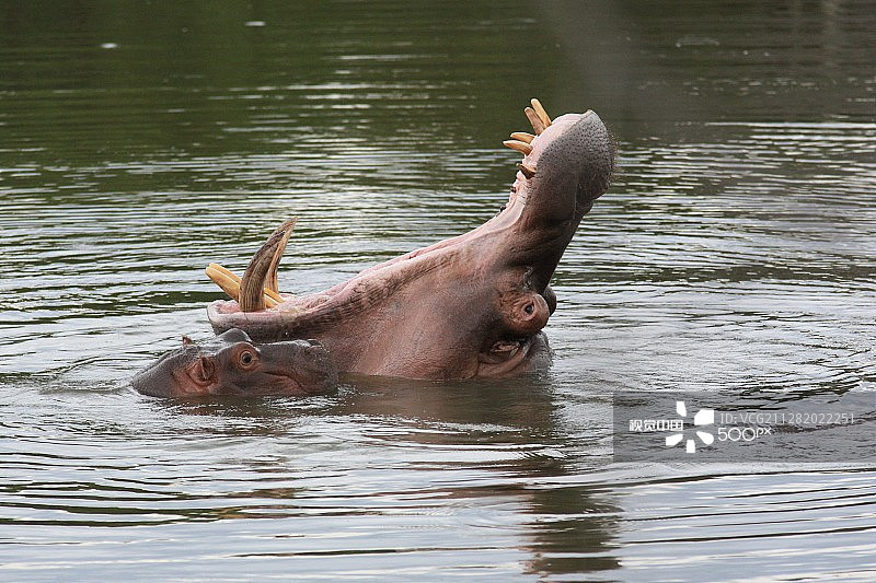 野外完全伸展开的河马图片素材