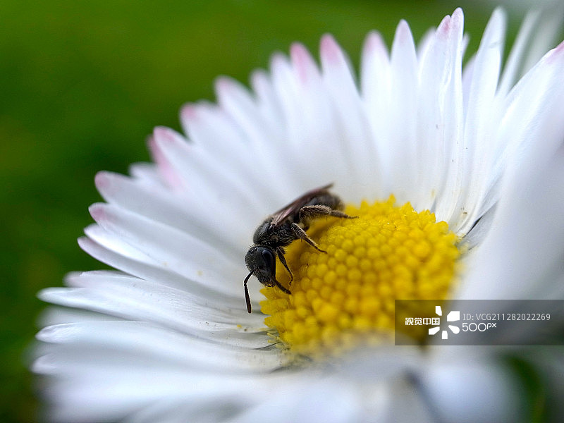 工作中蜜蜂图片素材