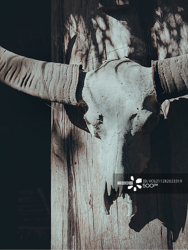 班丹的野牛头骨图片素材