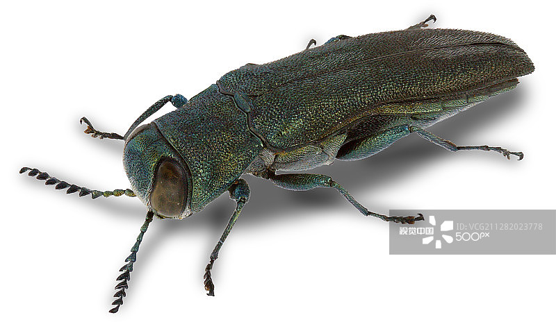 草绿吉丁虫（雄性）图片素材