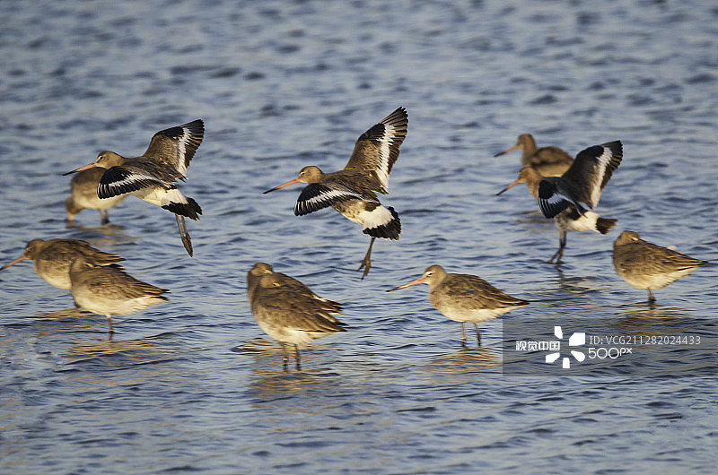 黑尾塍鹬图片素材