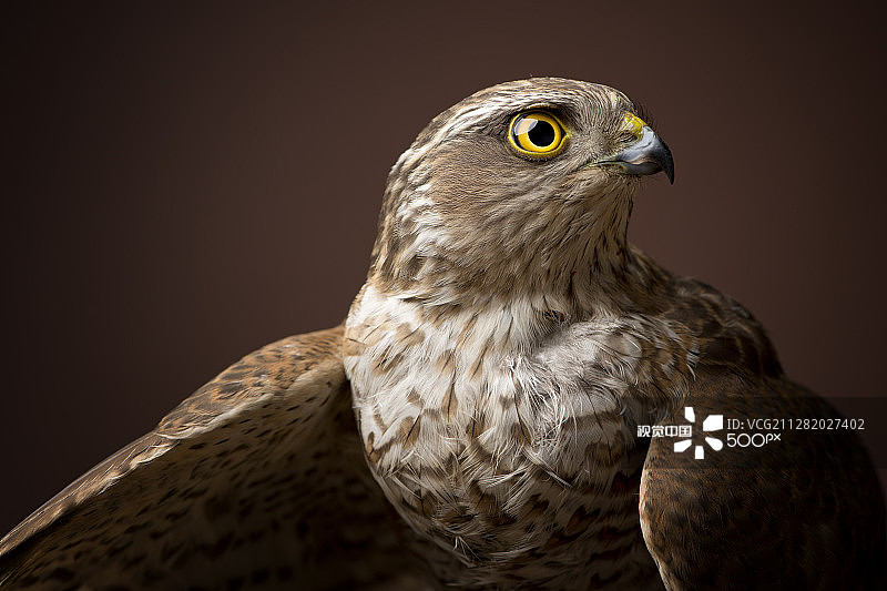 雀鹰肖像图片素材