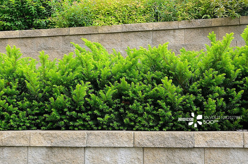 带有紫杉灌木的阶梯式挡土墙图片素材