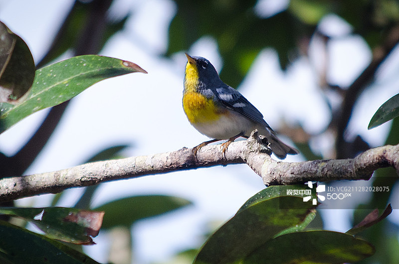 北美黄喉莺图片素材