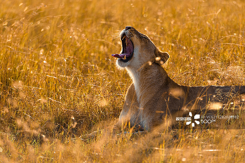 日出中的雌狮图片素材