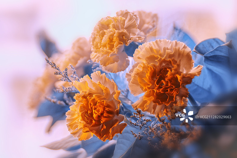 梦幻康乃馨图片素材