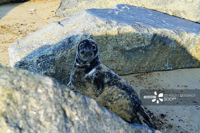 海豹幼崽图片素材