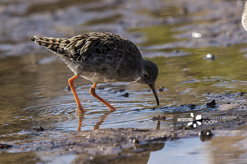 流苏鹬图片素材