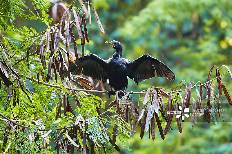 非洲蛇鹈图片素材
