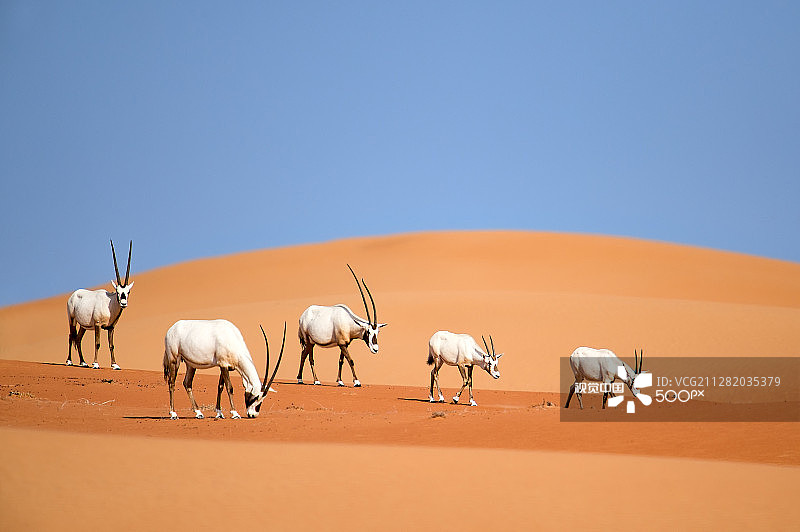 阿拉伯羚羊一家图片素材