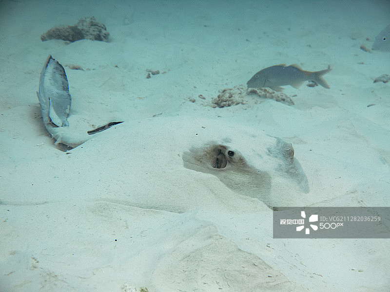 黄貂鱼图片素材