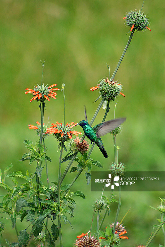 蜂鸟为花朵授粉图片素材