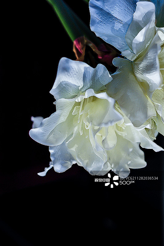 朱顶红图片素材