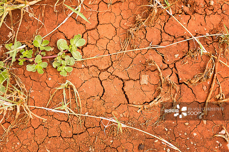 龟裂地面纹理带树叶的干燥泥土图片素材