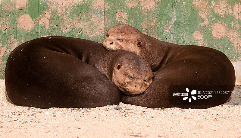 巨水獭图片素材