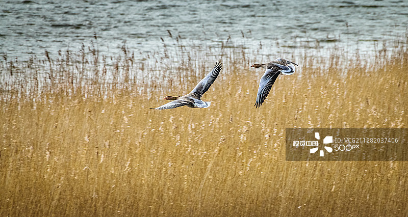 飞翔的鹅群图片素材