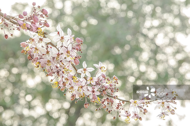 巴克决明图片素材