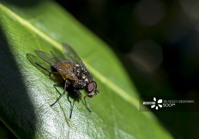普通家蝇图片素材