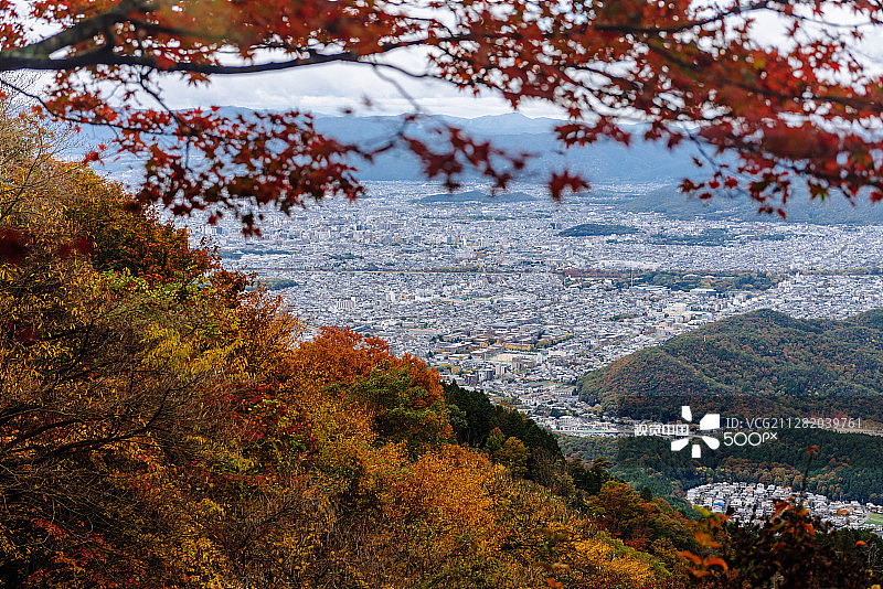 红树下图片素材