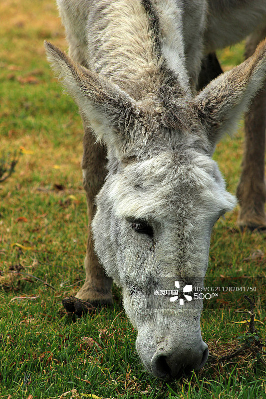 白色骡子图片素材