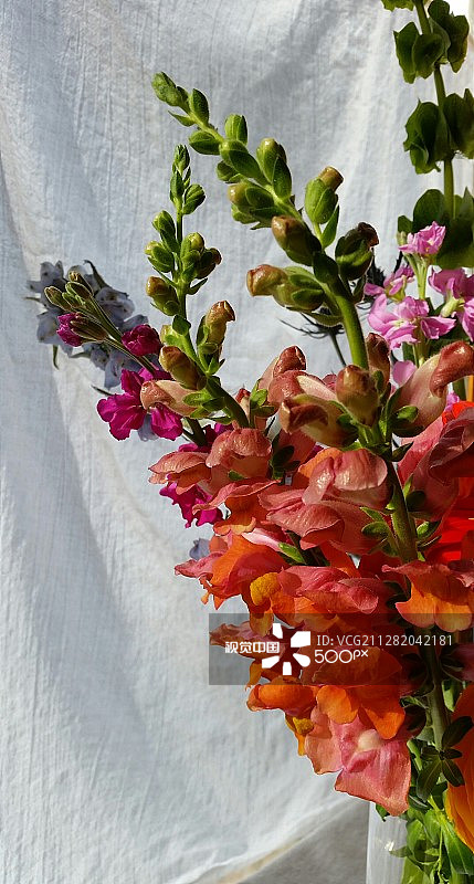 金鱼草图片素材