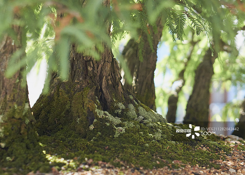 堪培拉植物园盆景花园图片素材