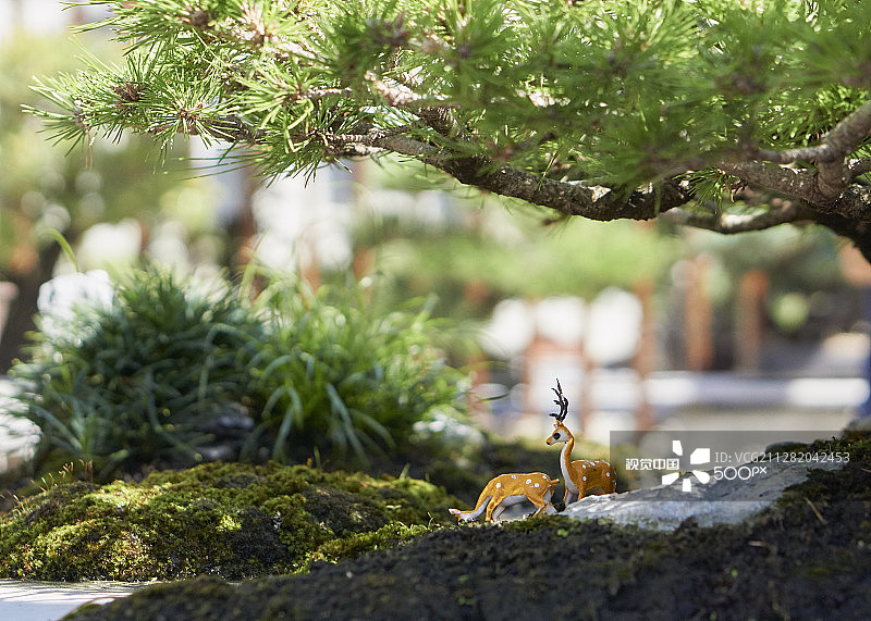 堪培拉植物园盆景花园图片素材