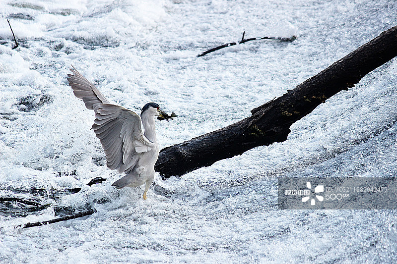 黑冠夜鹭图片素材