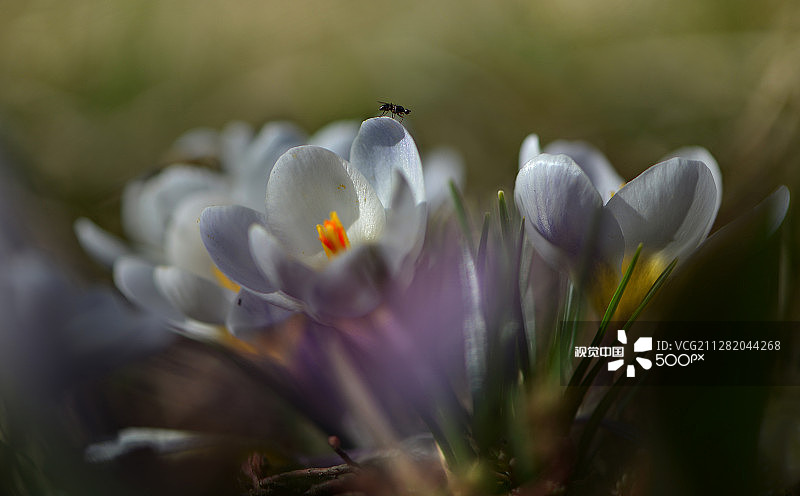 哈萨克斯坦阿拉木图图片素材