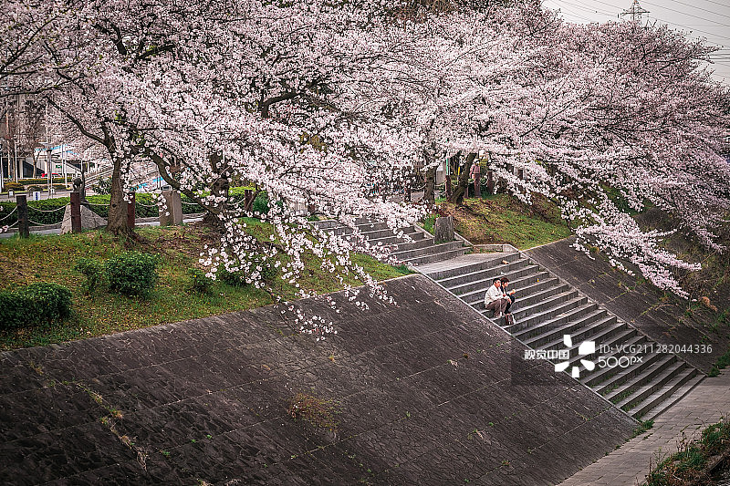 樱花盛开，日本图片素材