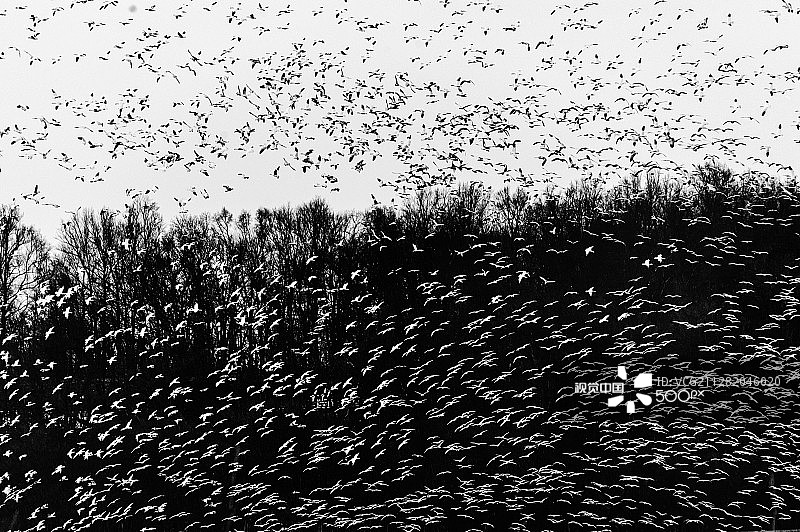 2016年雪雁迁徙图片素材