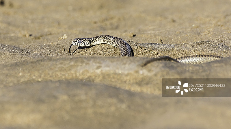 巴塔哥尼亚蛇图片素材