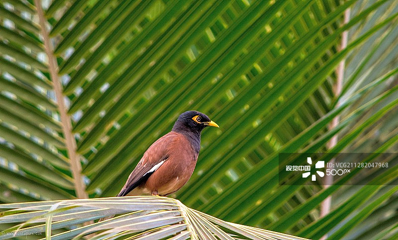 八哥鸟@Pawas图片素材