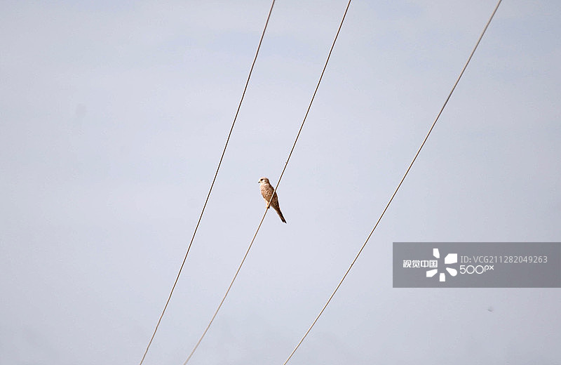 普通的红隼图片素材