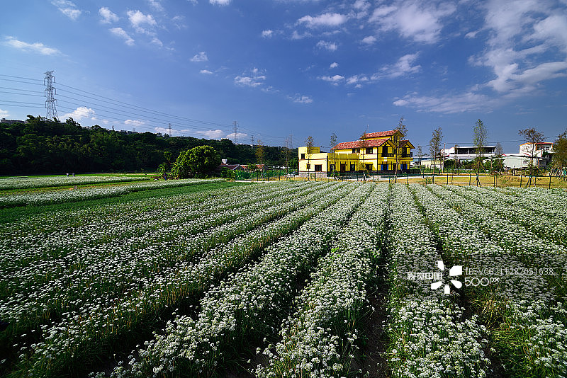 盛开的韭菜花图片素材