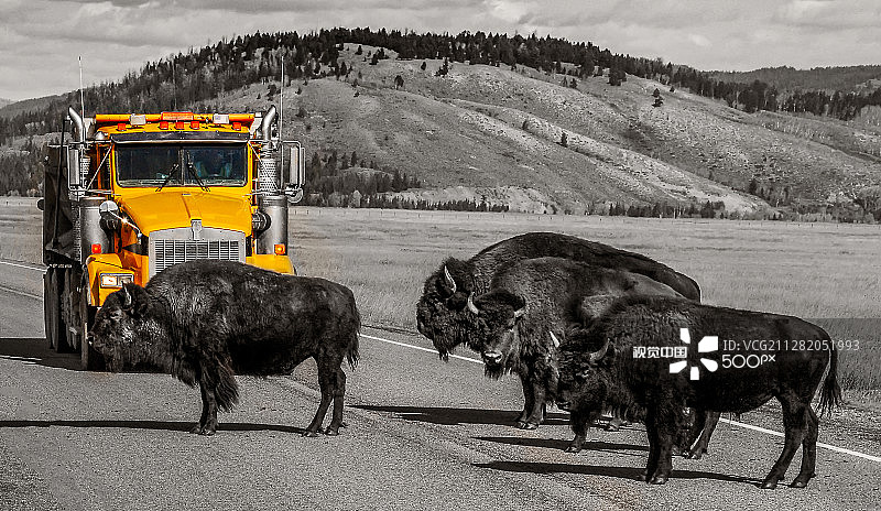 野牛交通堵塞图片素材