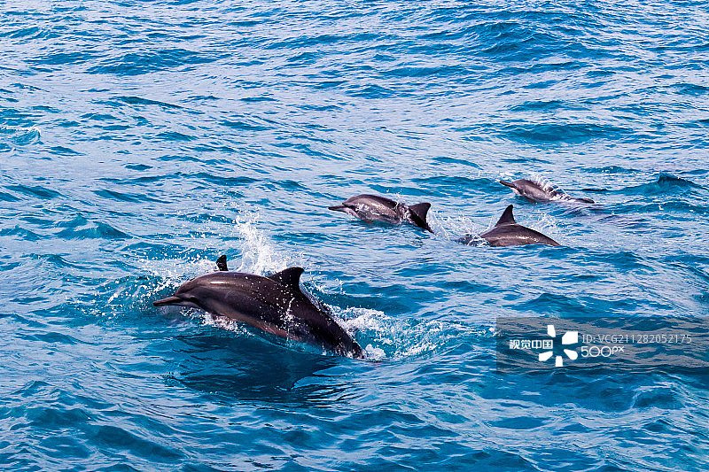 海豚群图片素材