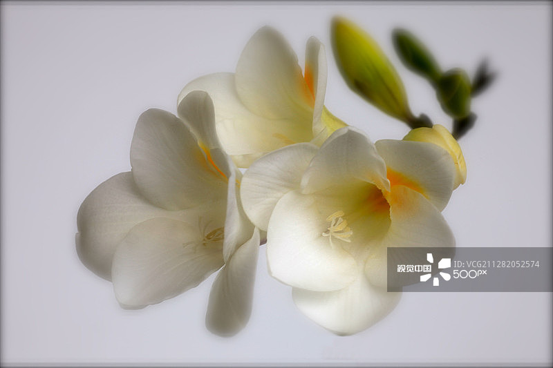 小苍兰图片素材