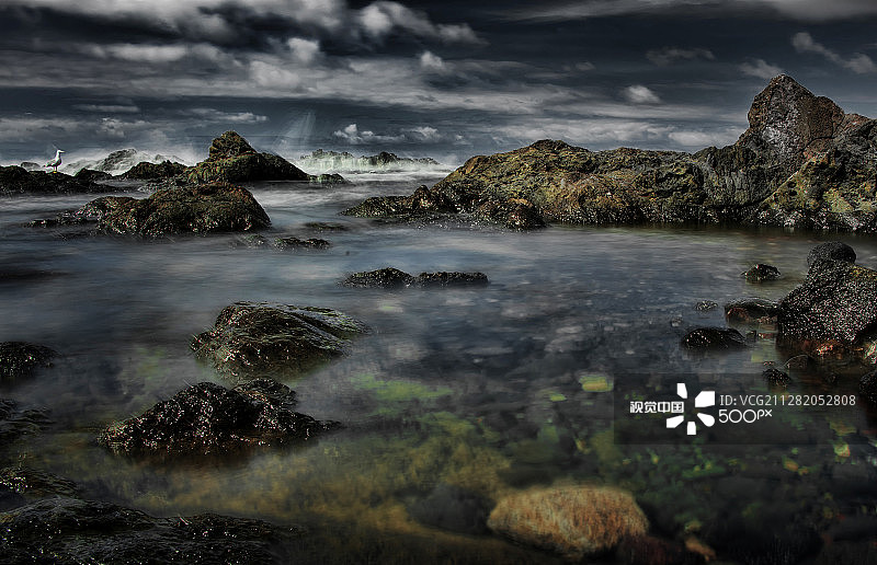 一只海鸥图片素材