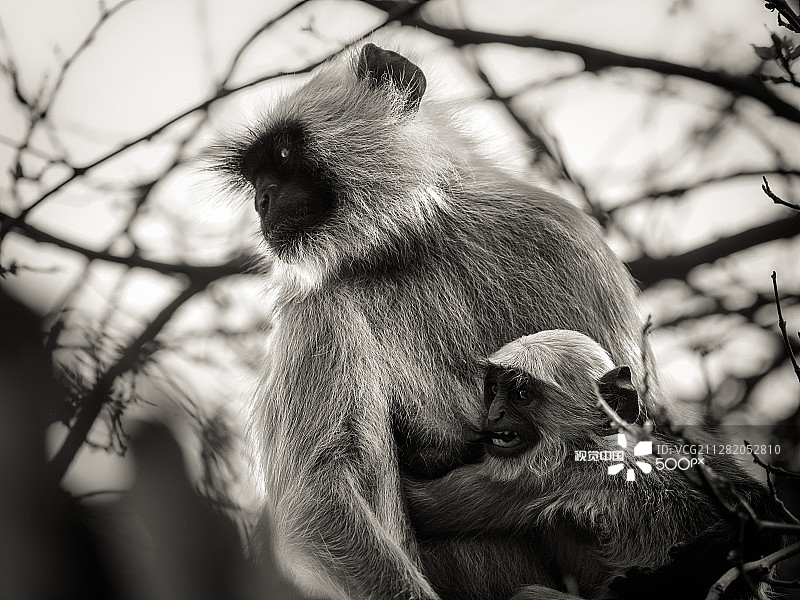 哺乳期哈努曼叶猴图片素材